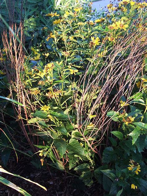 reasons for staking plants|A Guide to Staking Plants and Training Perennials for the Best .